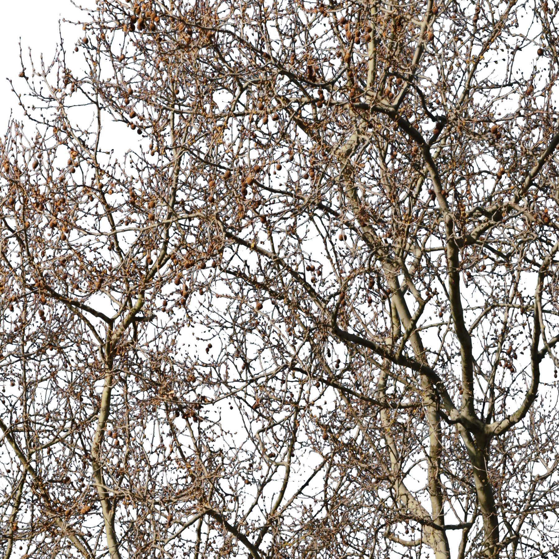 Platanus occidentalis Winter II - cutout trees