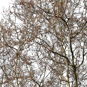 Platanus occidentalis Winter II - cutout trees