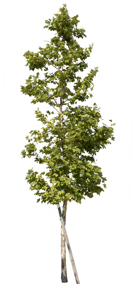 Platanus Occidentalis - Small II - cutout trees