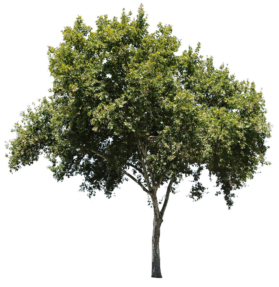 Platanus Occidentalis - cutout trees