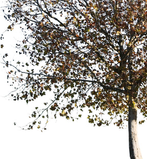 Platanus Occidentalis Autumn - cutout trees