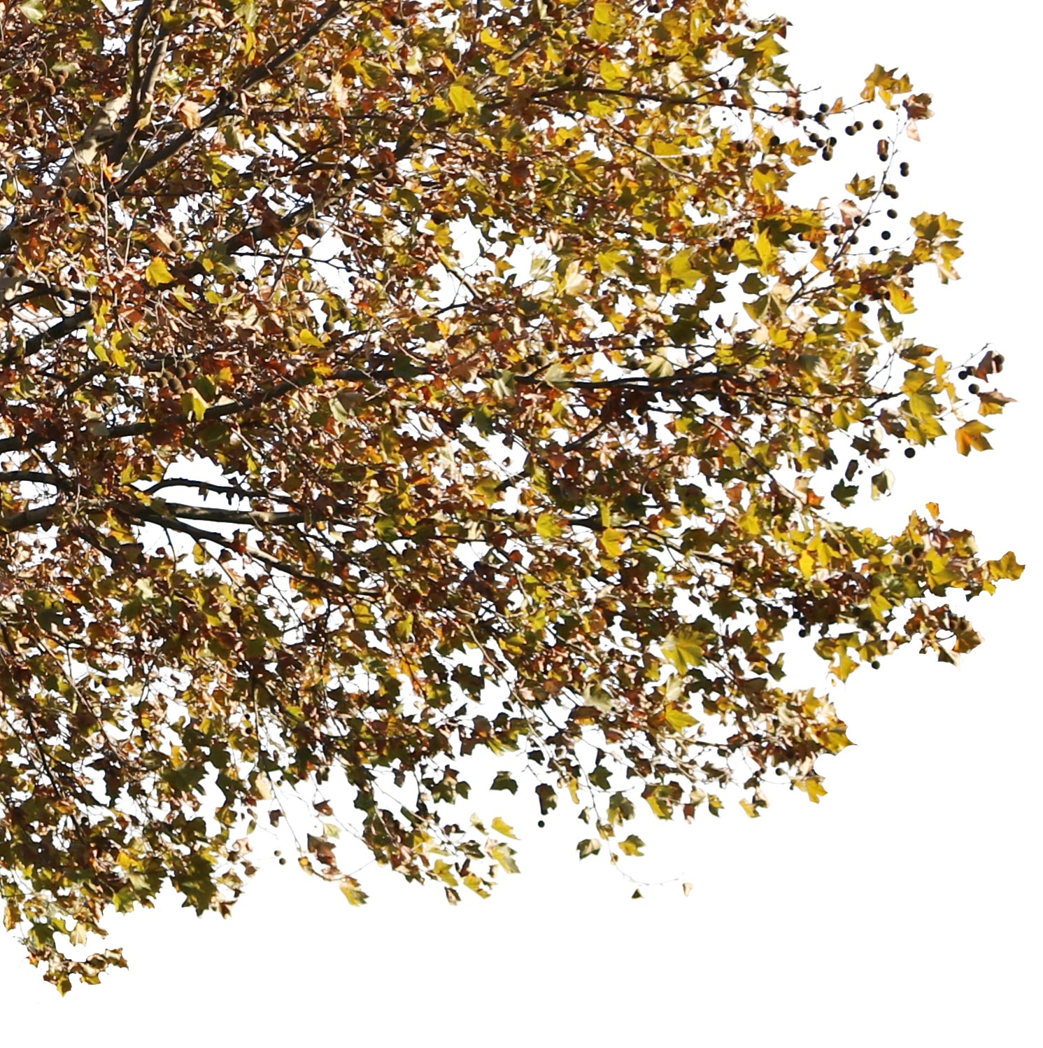 Platanus Occidentalis Autumn - cutout trees