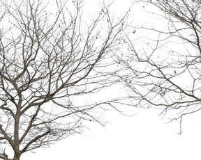 Platanus Occidentalis Group Winter - cutout trees