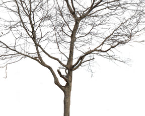 Platanus Occidentalis Group Winter - cutout trees