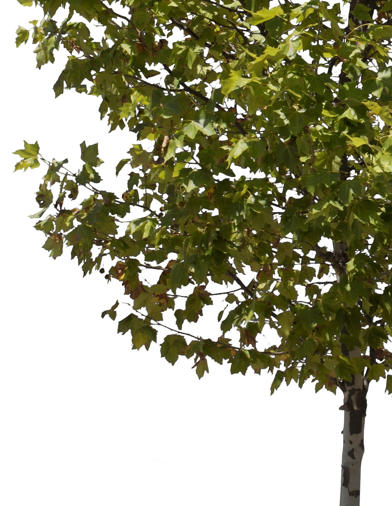 Medium Trees PNG Package — Diverse Cut Out Trees – Cutout|trees