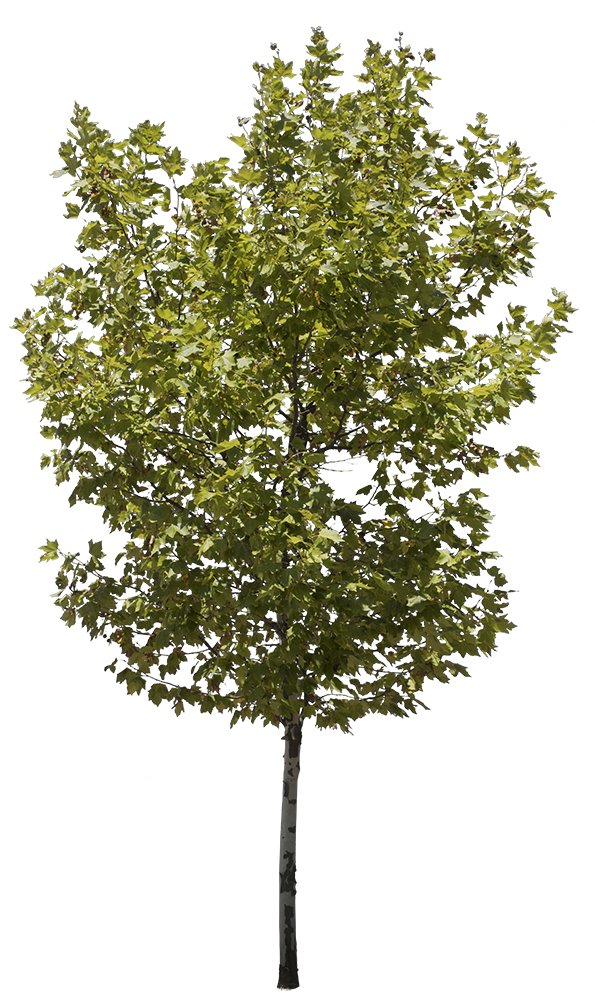 Platanus Occidentalis III - cutout trees