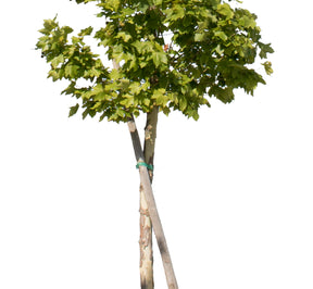 Platanus Occidentalis - Small II - cutout trees