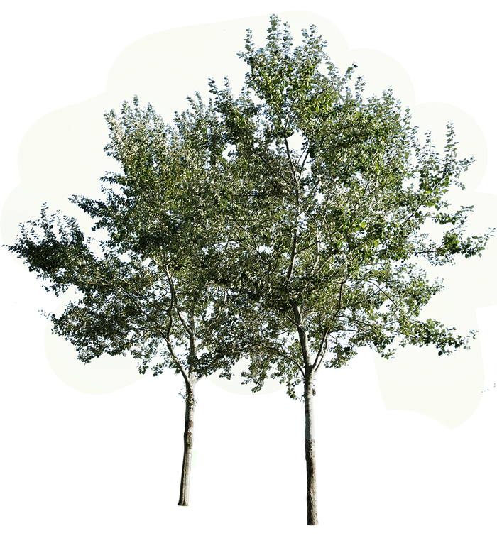 Populus alba — White Poplar Tree Group PNG – Cutout|trees