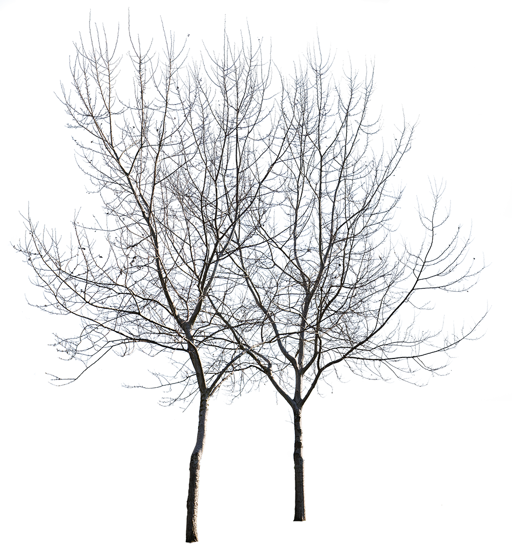 Populus alba Group Winter II - cutout trees