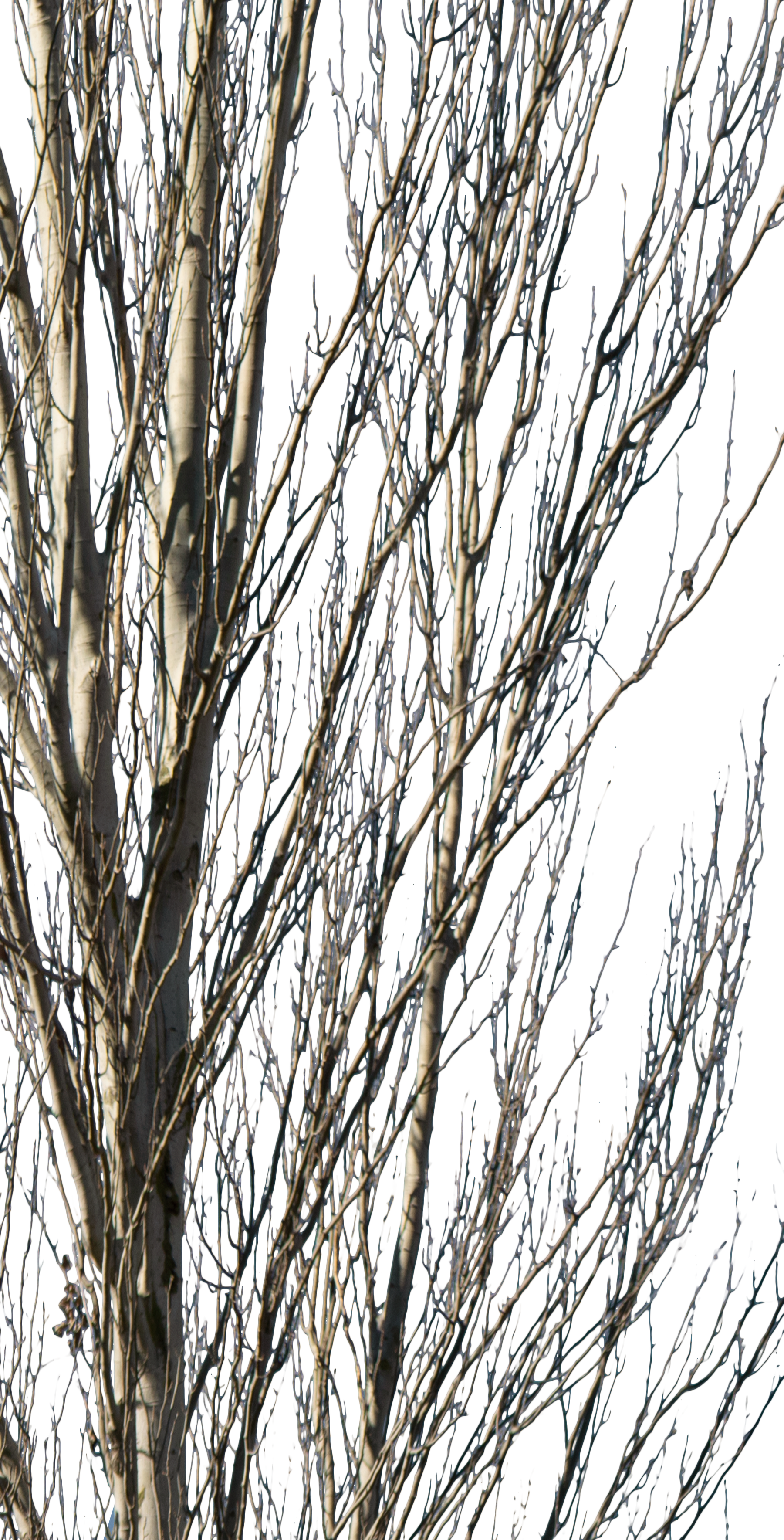 Populus alba winter III - cutout trees