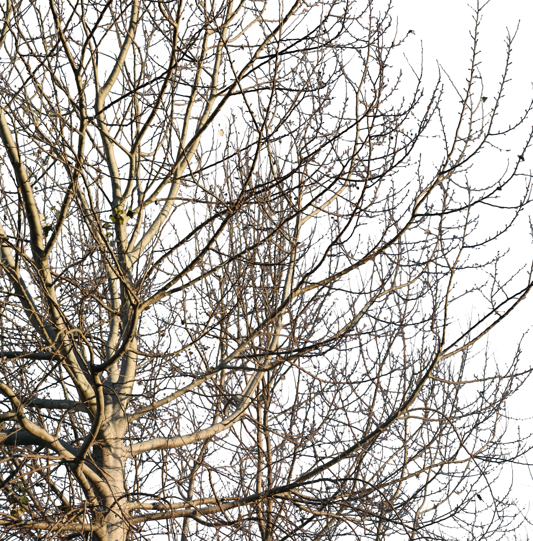 Populus alba Group Winter III - cutout trees