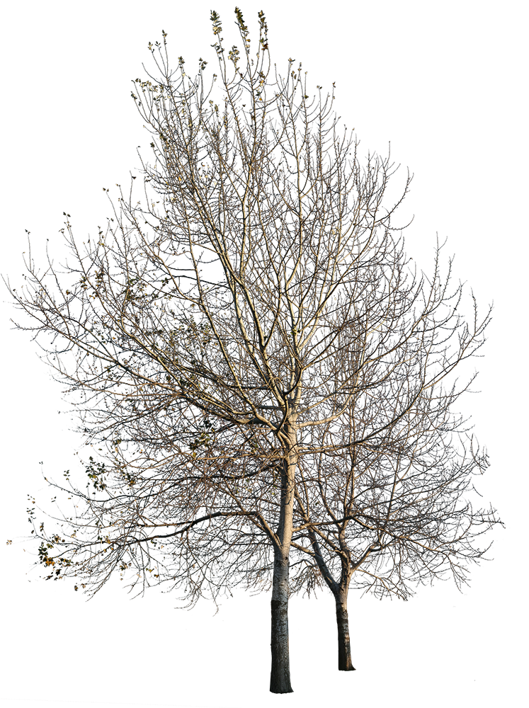 Populus alba Group Winter III - cutout trees
