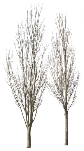 Populus alba Group Winter - cutout trees