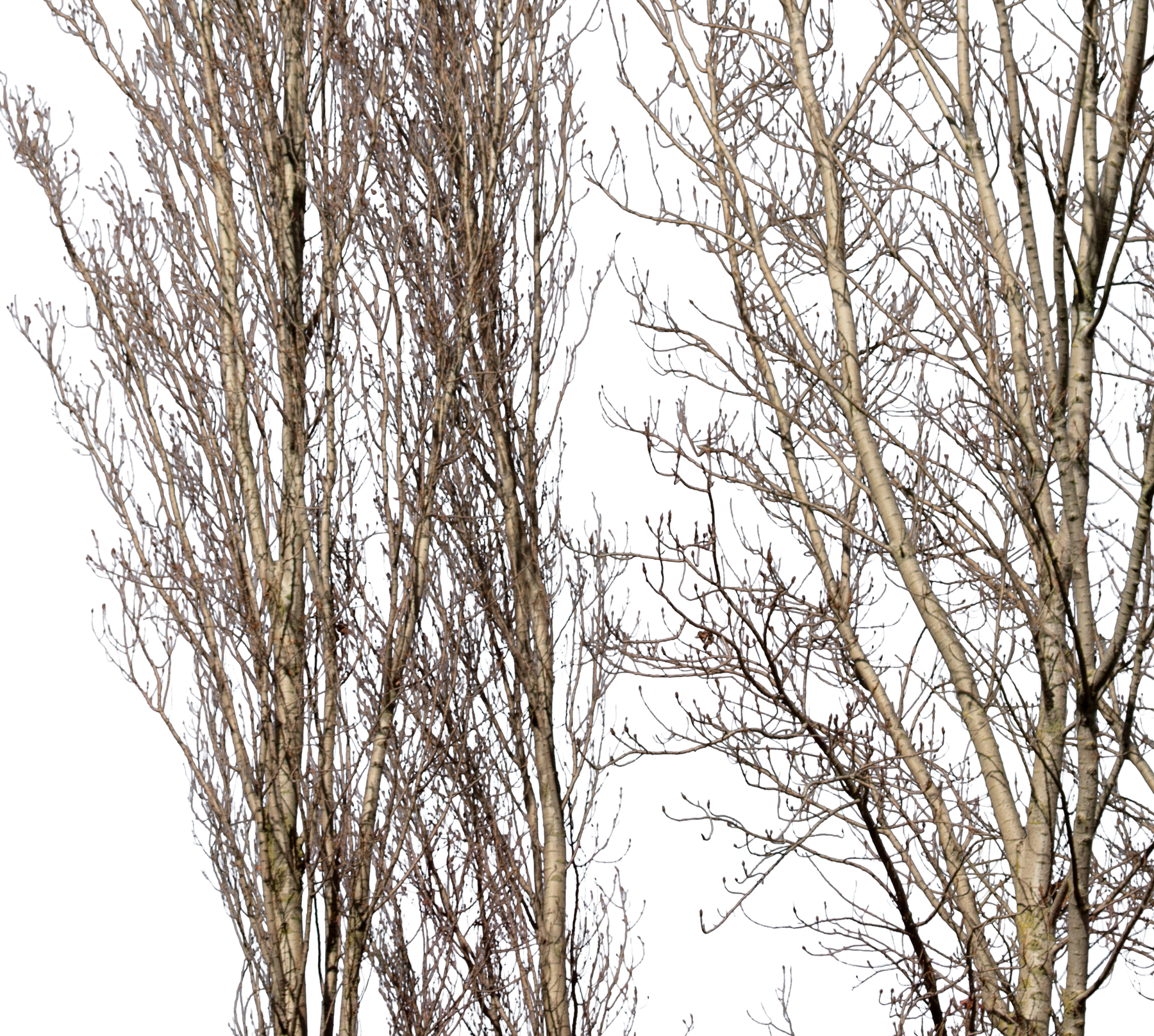 Populus-nigra-Group-Winter-II - cutout trees