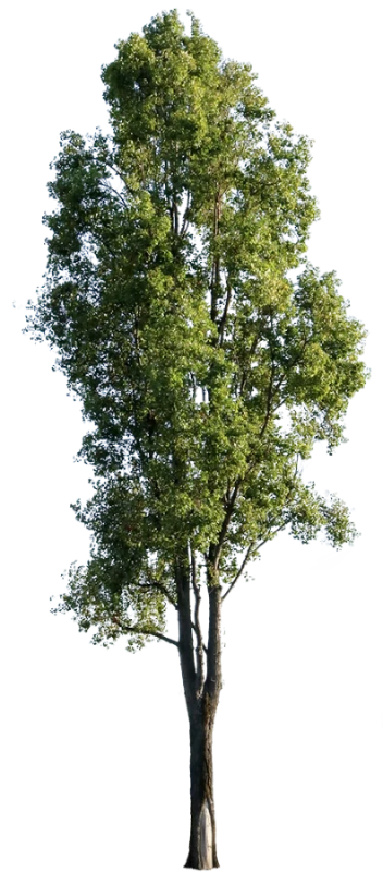 Populus nigra IV - cutout trees