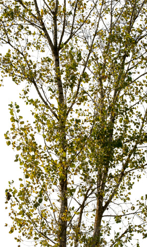 Populus nigra VIII - cutout trees