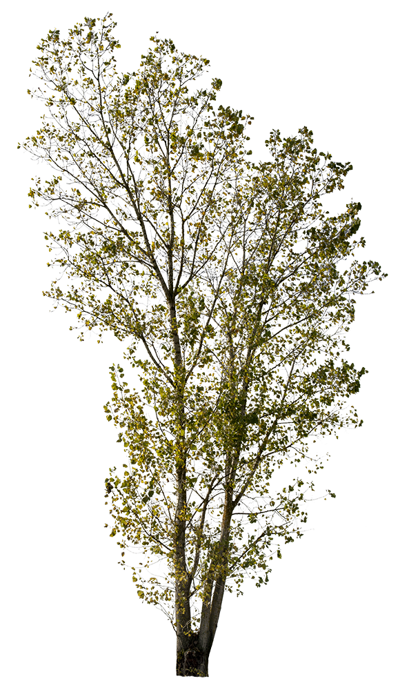 Populus nigra VIII - cutout trees