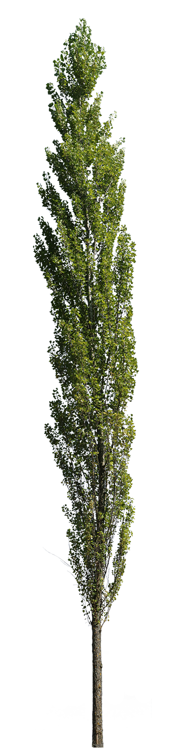 Populus nigra VII - cutout trees