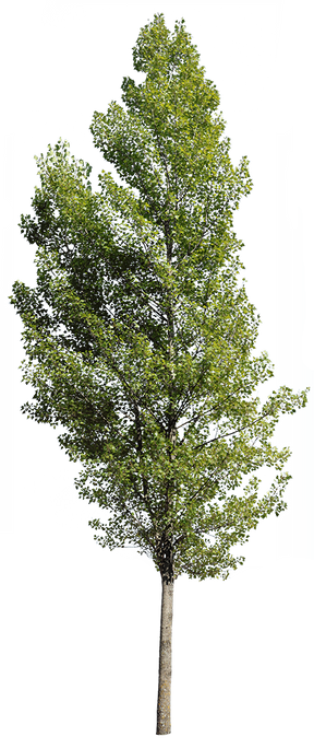 Populus nigra VI - cutout trees