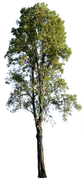 Populus nigra V - cutout trees