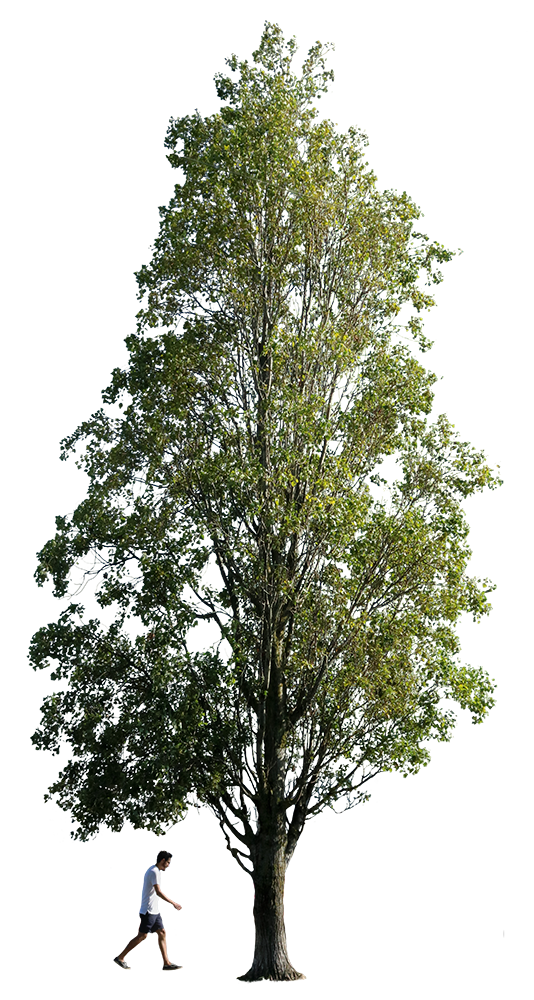 Populus nigra + People - cutout trees