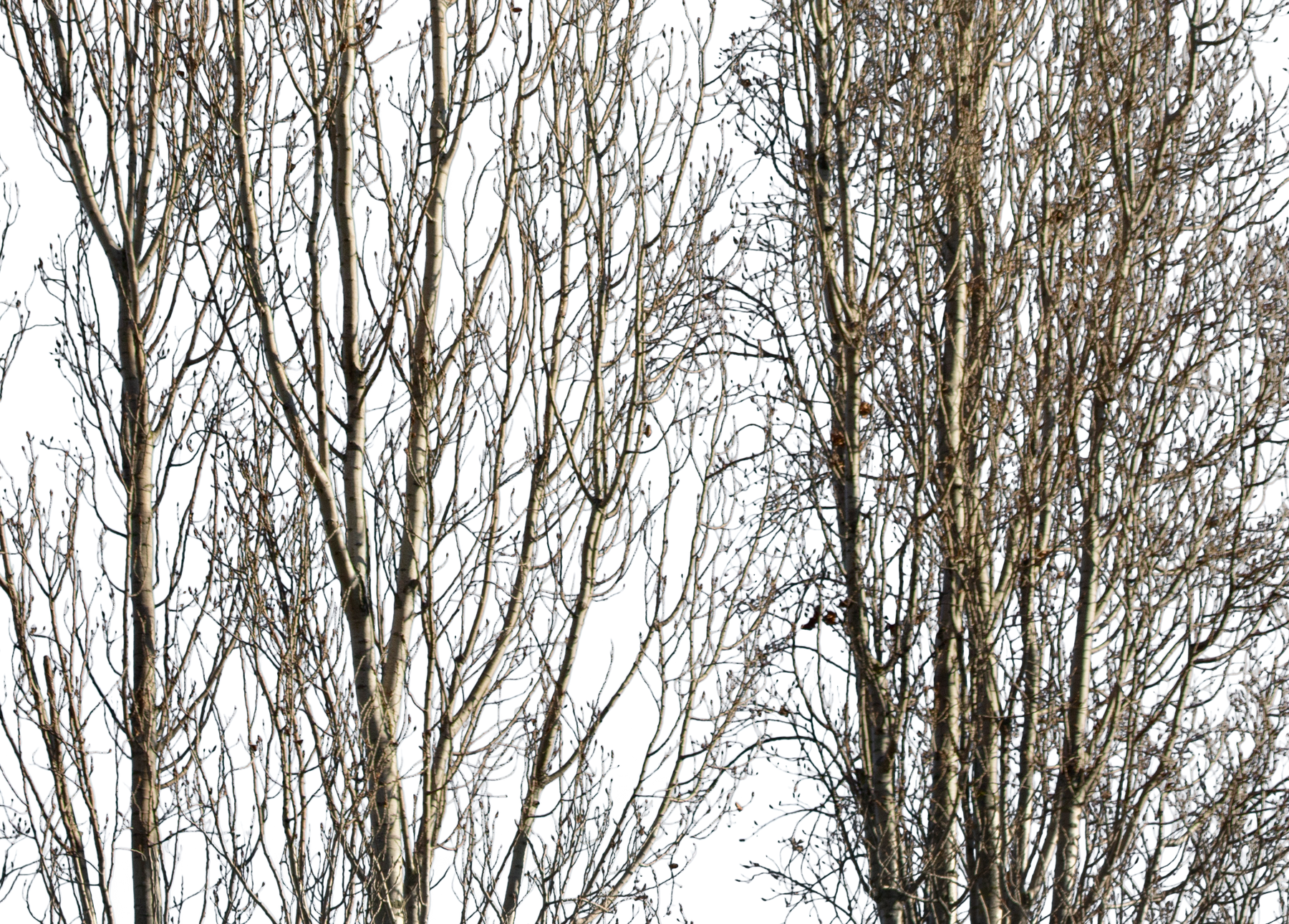 Populus-nigra-group-Winter - cutout trees