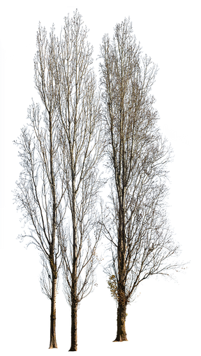 Populus-nigra-group-Winter - cutout trees