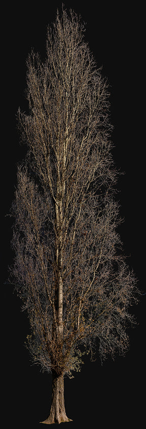 Populus nigra Winter - cutout trees