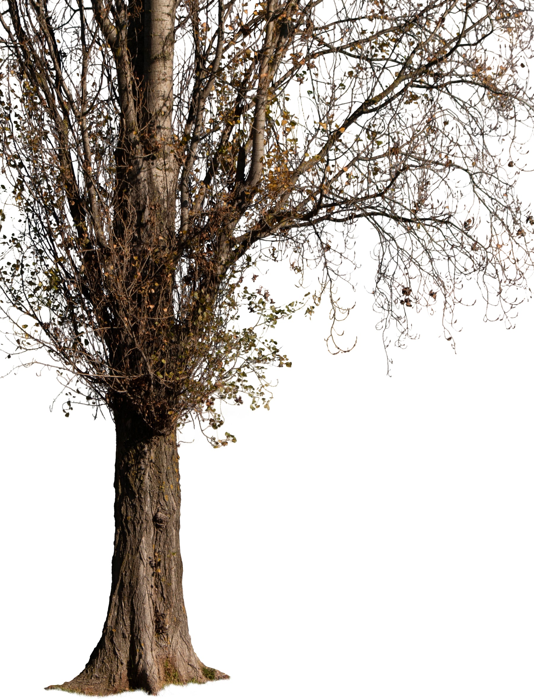 Populus nigra Winter - cutout trees