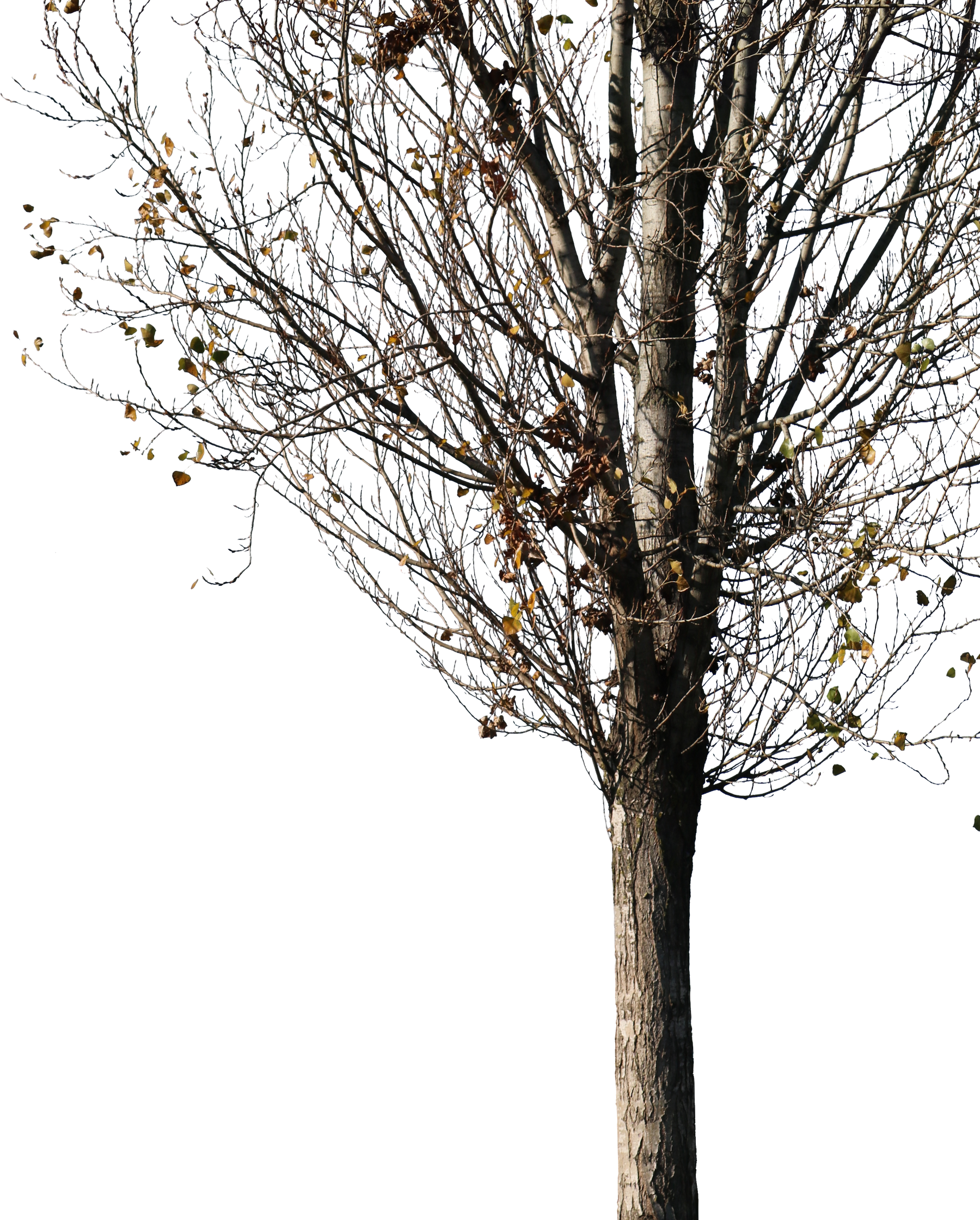 Populus nigra Winter II - cutout trees