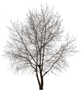 Populus-Winter - cutout trees