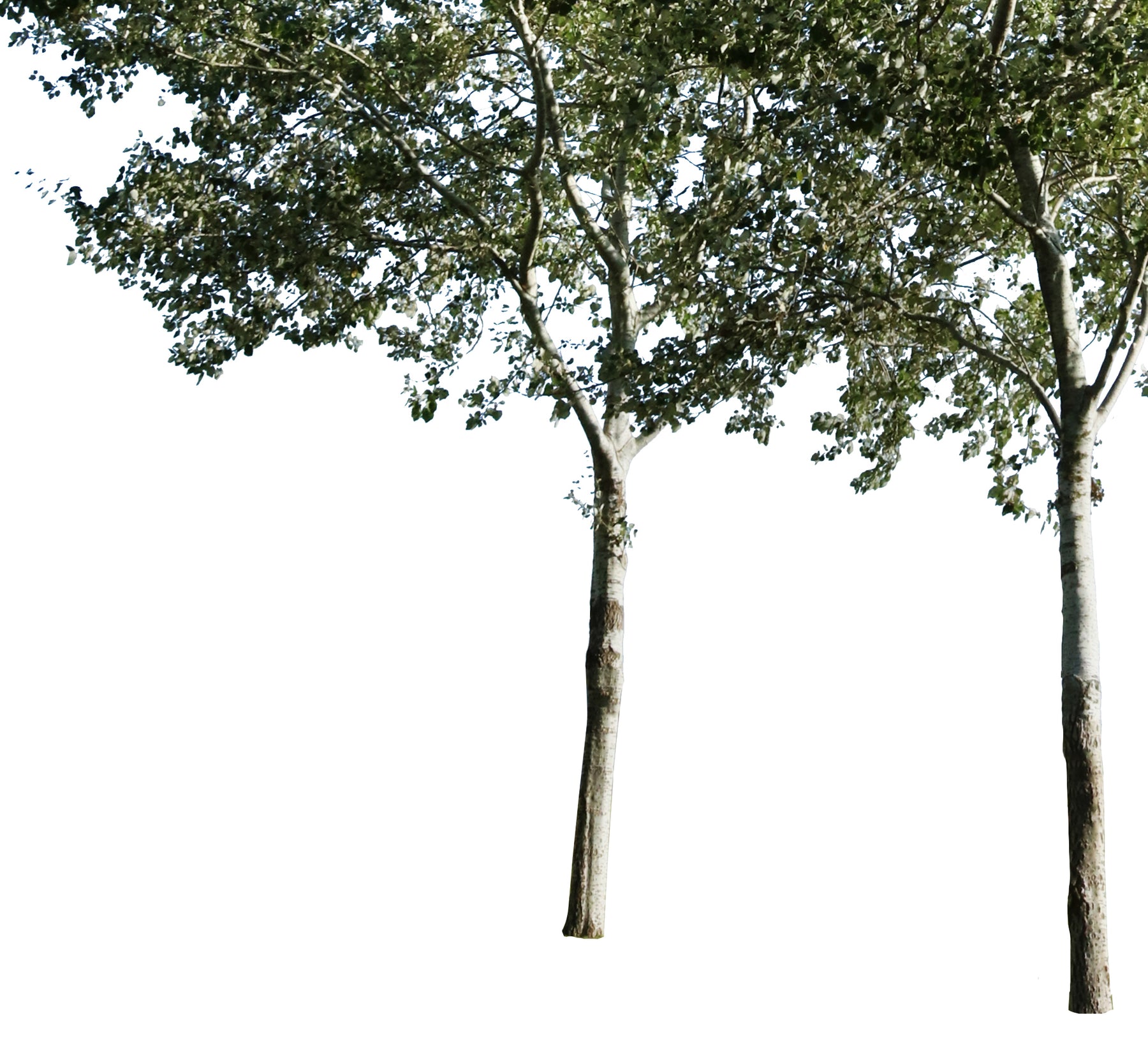 Populus alba Group - cutout trees