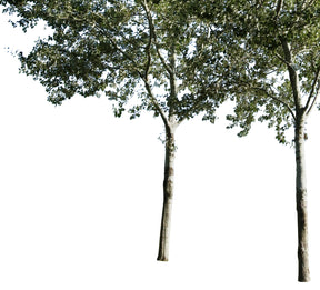 Populus alba Group - cutout trees