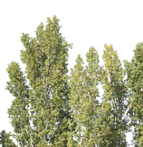 Populus nigra group - cutout trees