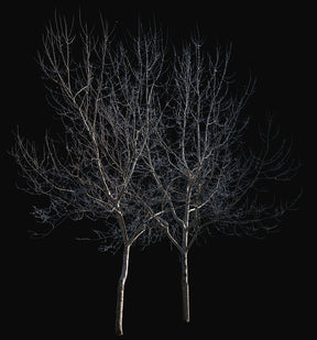 Populus alba Group Winter II - cutout trees