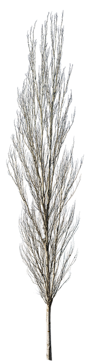 Populus alba winter III – Cutout|trees