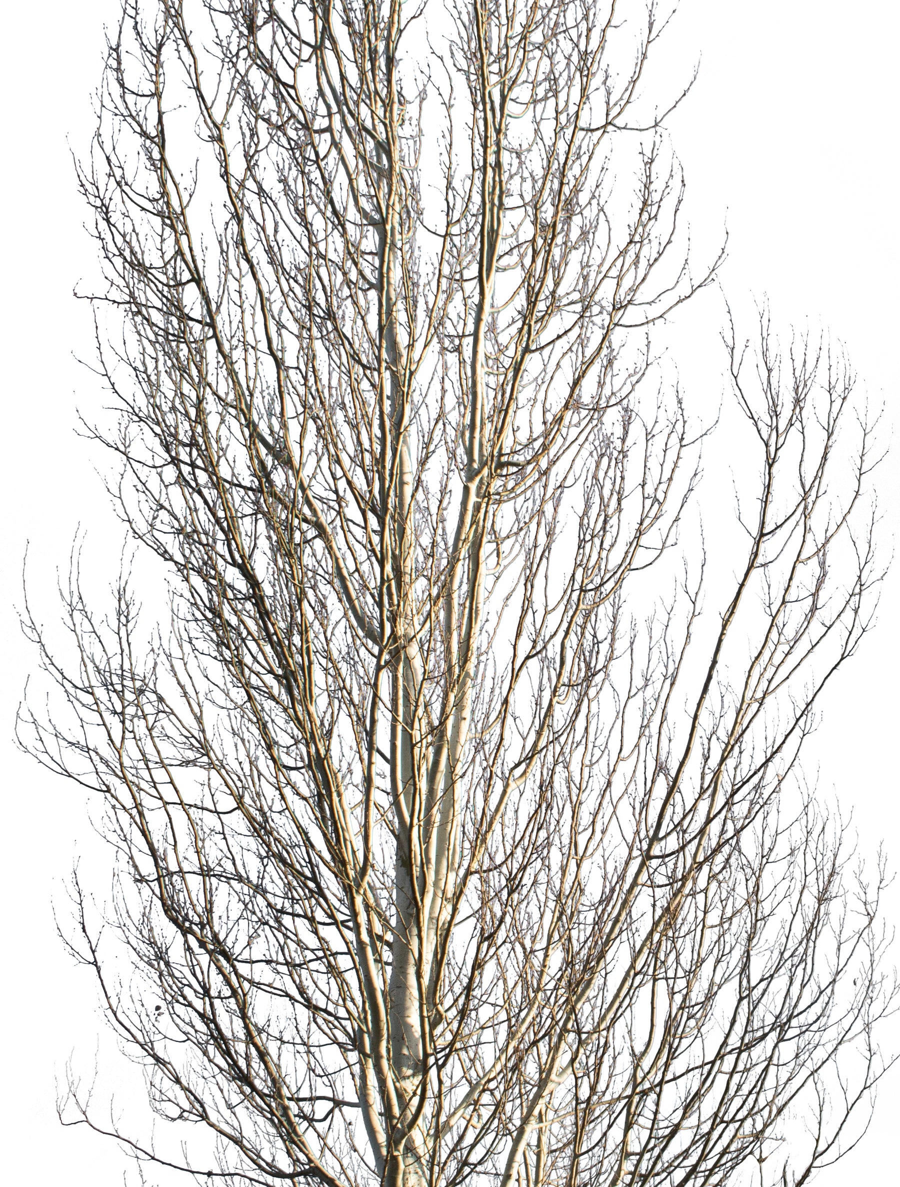 Populus alba Winter - cutout trees
