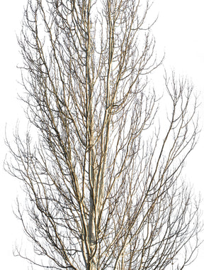 Populus alba Winter - cutout trees