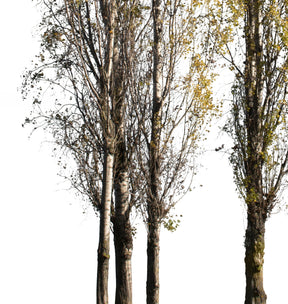 Populus nigra Group Autumn - cutout trees