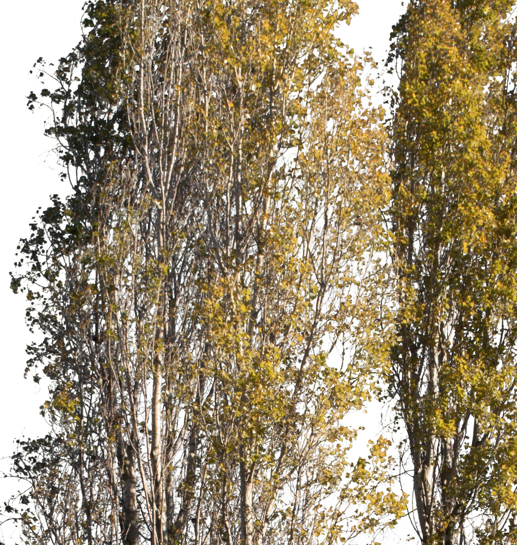 Populus nigra Group Autumn - cutout trees
