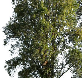 Populus nigra group II - cutout trees