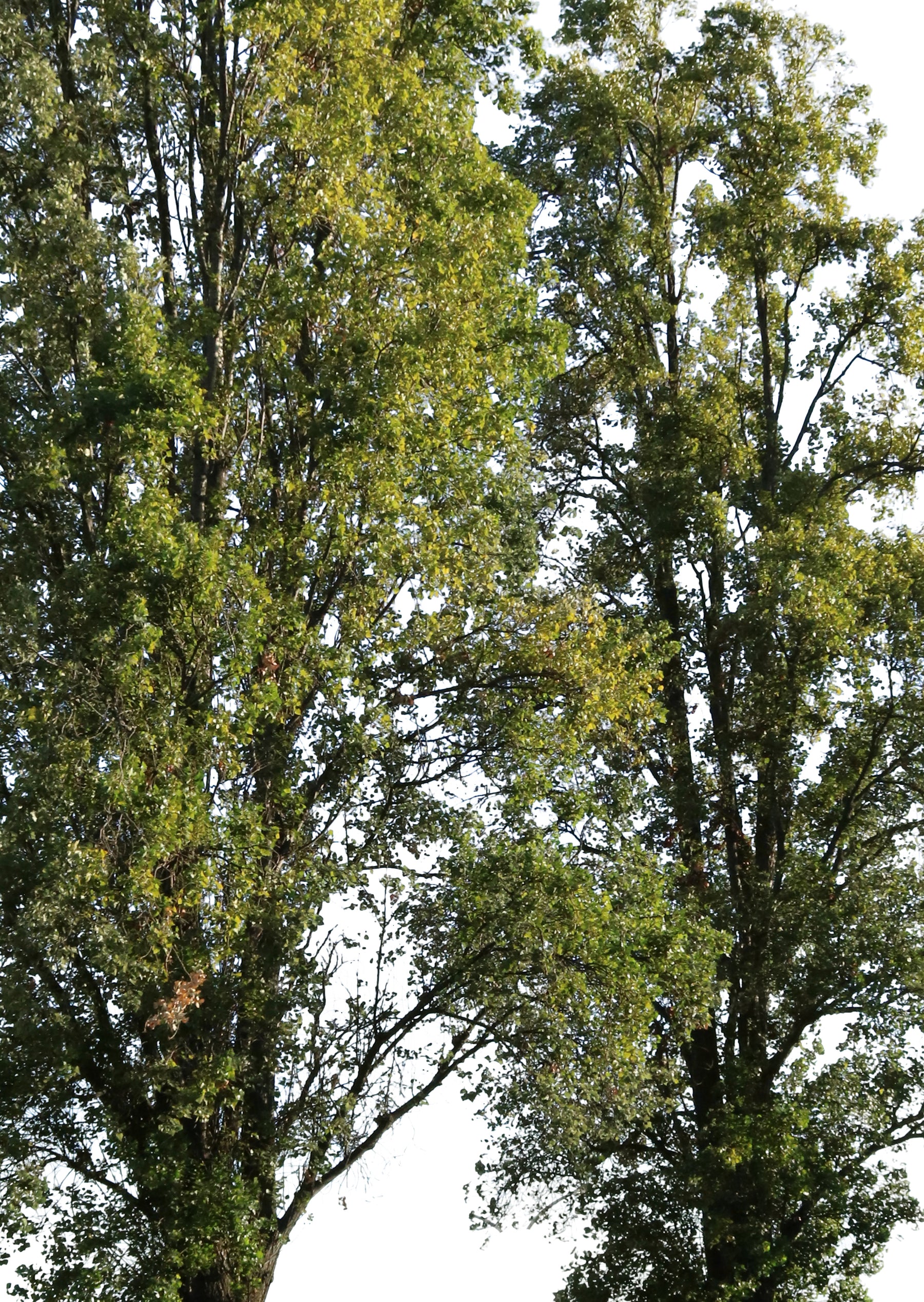 Populus nigra group II - cutout trees
