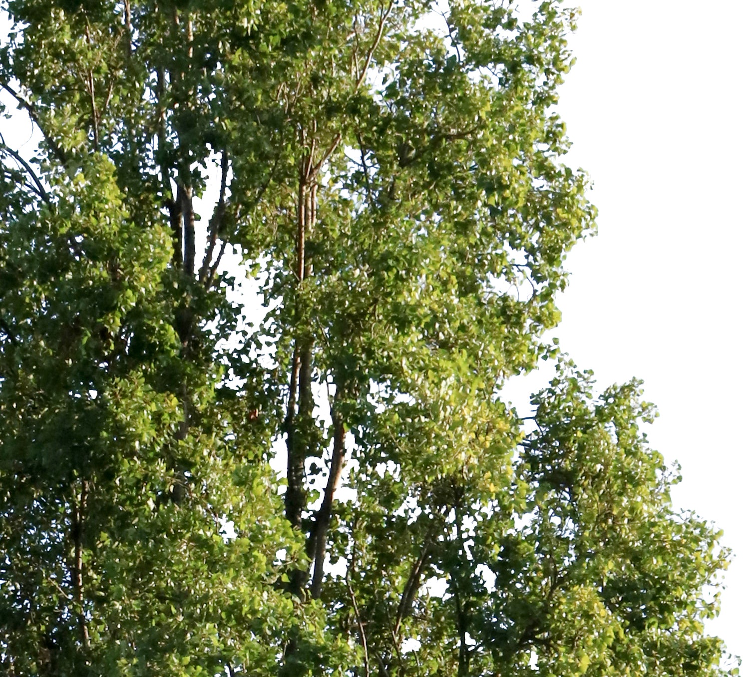 Populus nigra IV - cutout trees