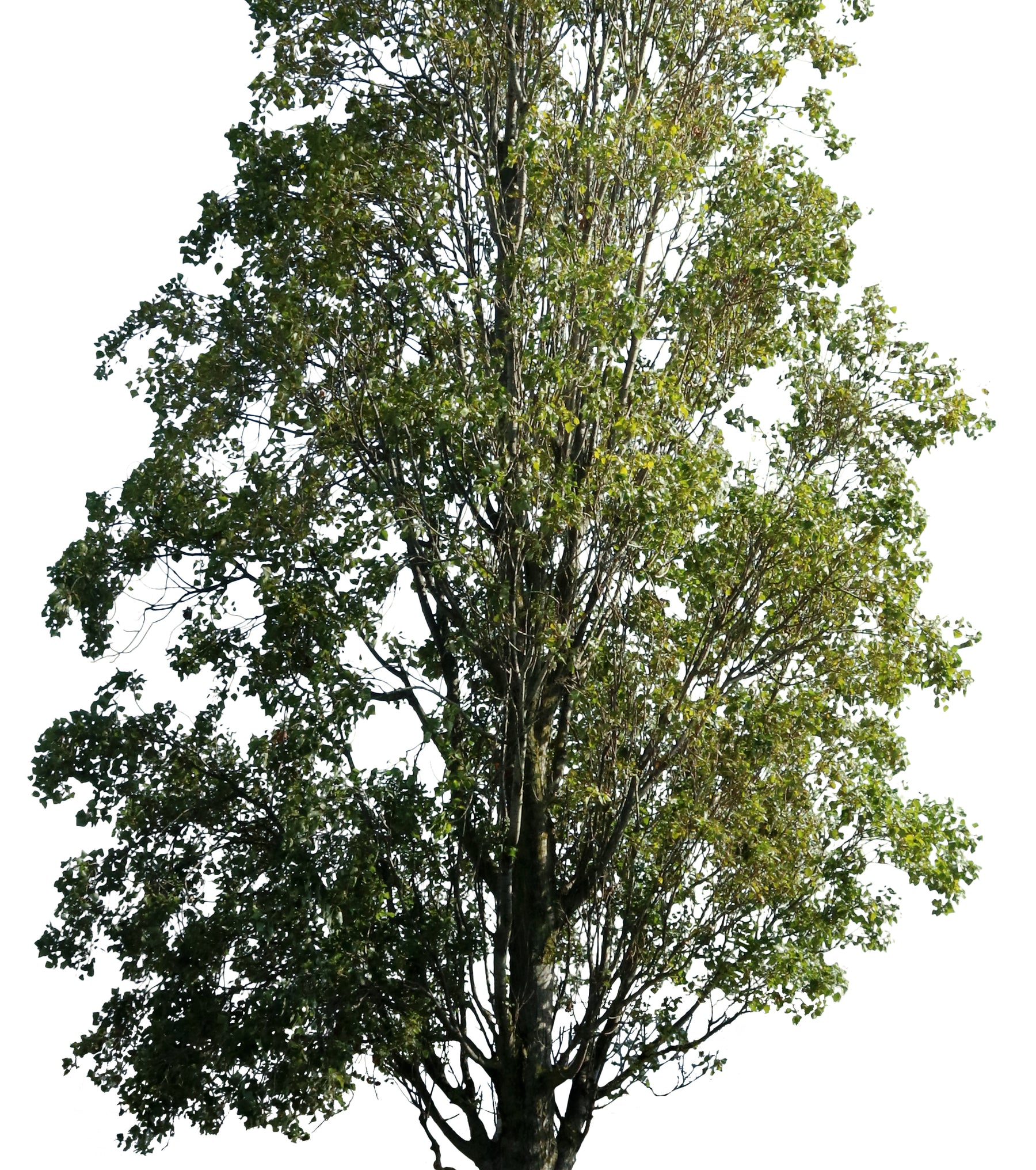 Populus nigra + People - cutout trees
