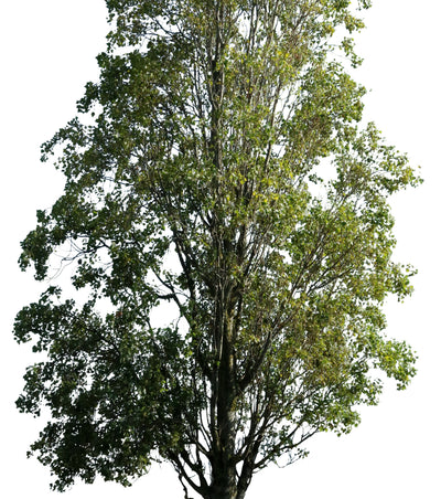 Lombardy Poplar — Populus nigra Tree Cutout PNG – Cutout|trees