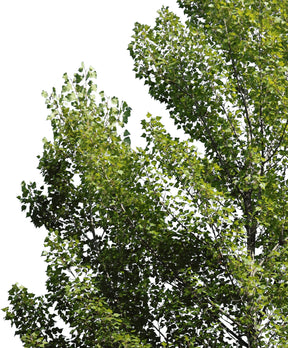 Populus nigra VI - cutout trees