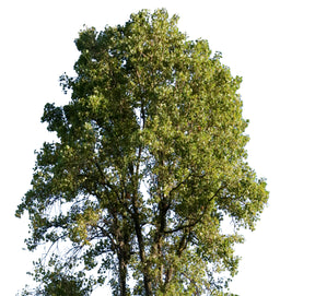 Populus nigra V - cutout trees