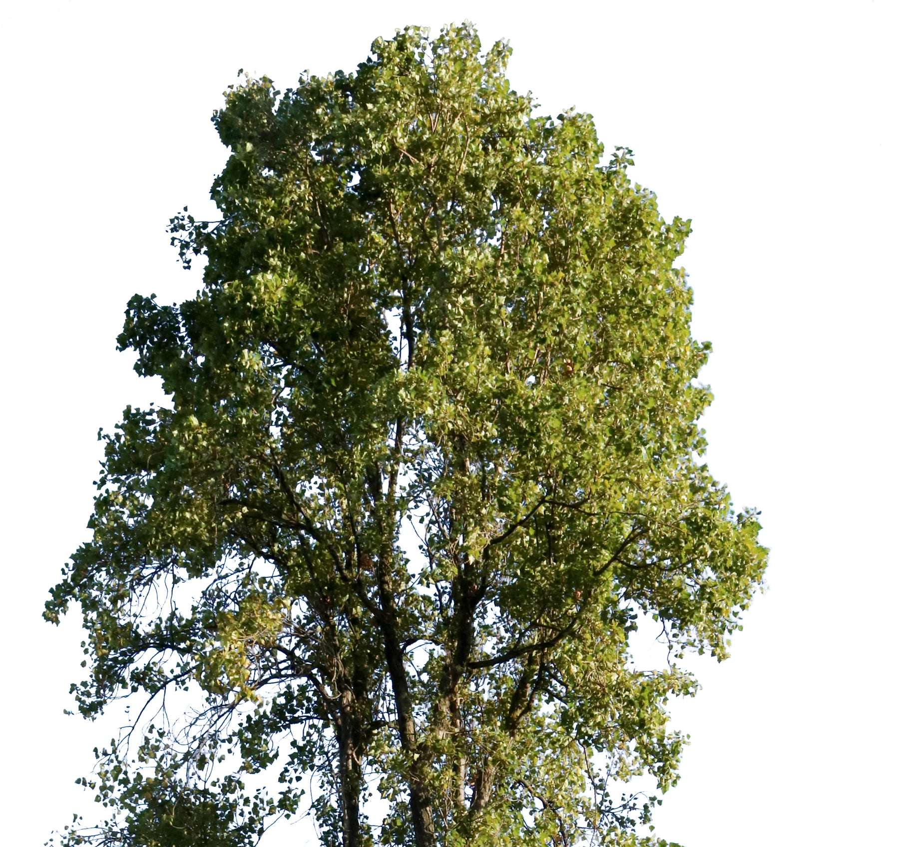 12 LARGE TREES PACK - cutout trees