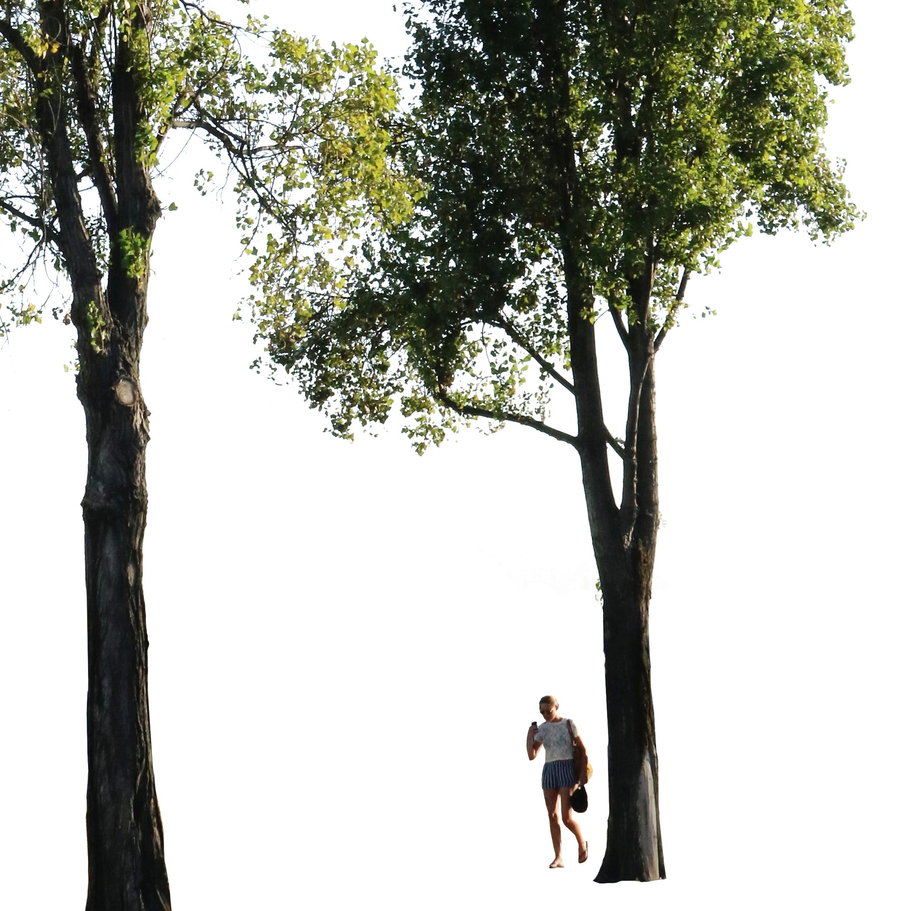 Populus nigra Group + People - cutout trees