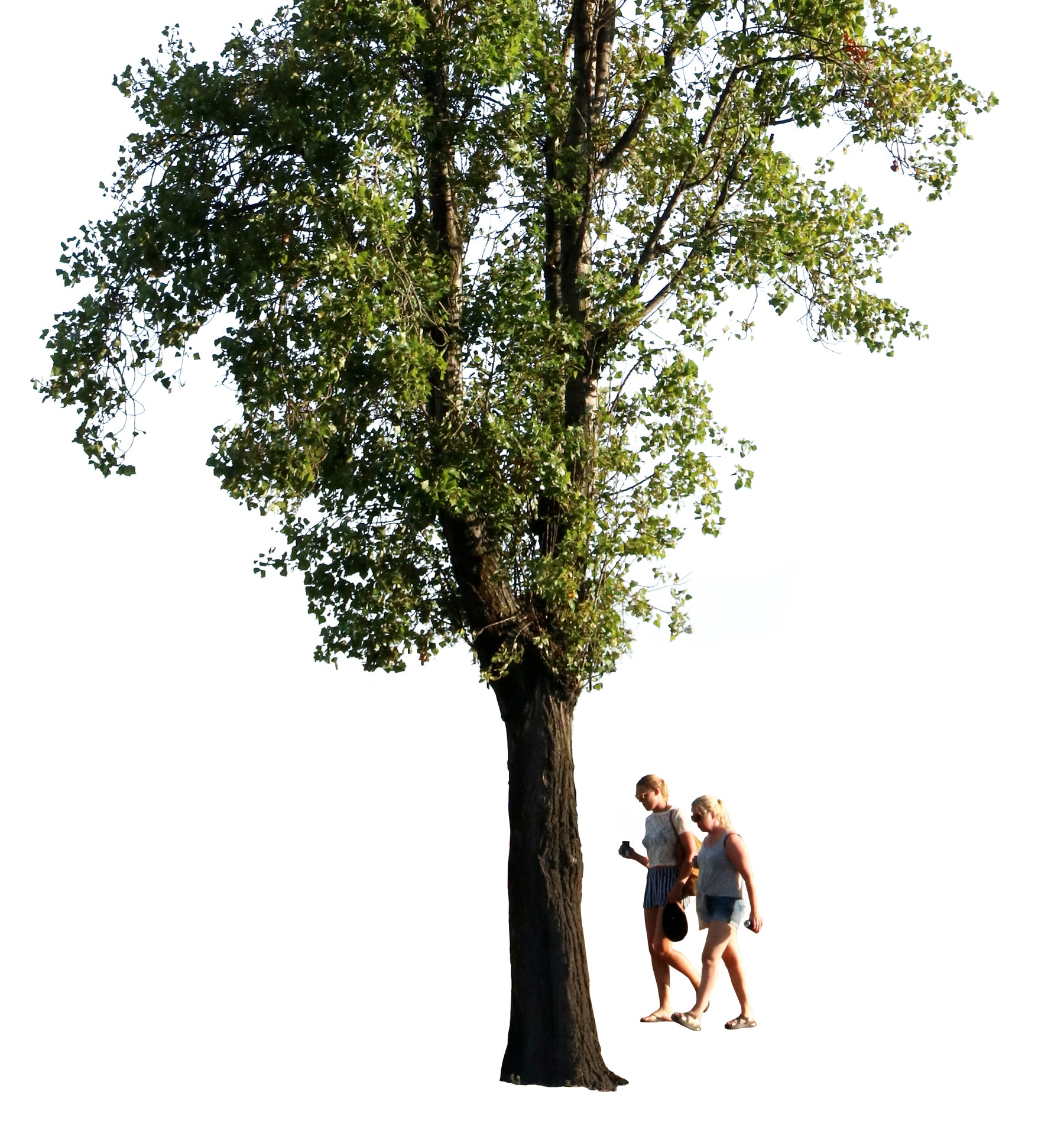 Populus nigra + People II - cutout trees